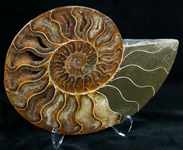 Split Ammonite Fossil (Half) #6886